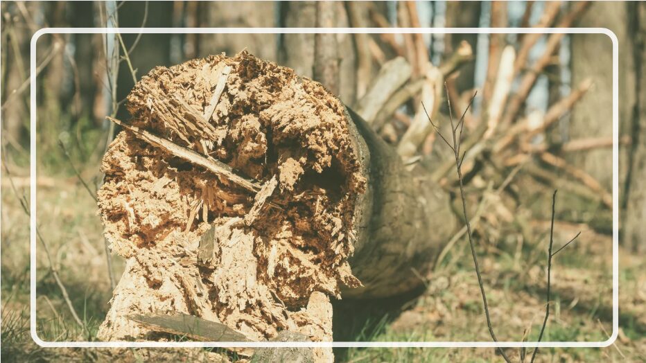 Can Termites Really Kill a Healthy Tree?