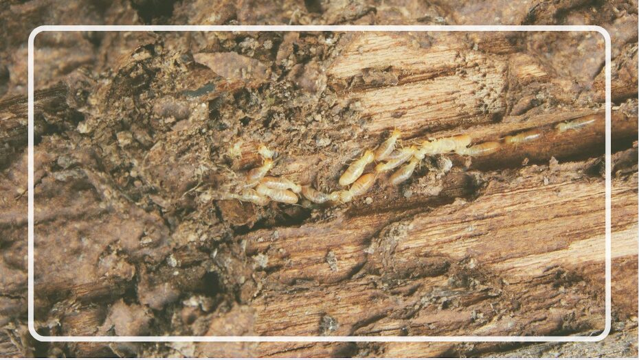 How Do I Know If My Tree Has Termites?