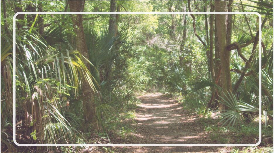 What’s the Best Natural Way to Protect Trees from Termites?